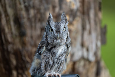 Eastern screech owl poses for your close up portrait on sunny fall day