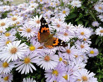 Close-up of butterfly pollinating on flower