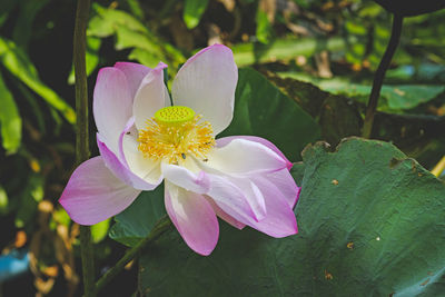 Close-up of fresh pink rose flower