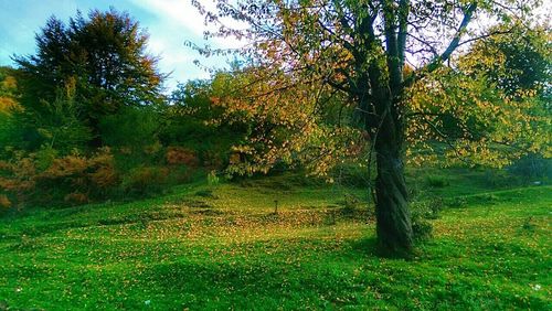 Trees on grassy field