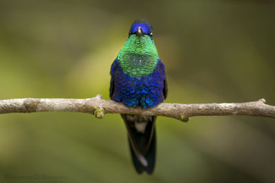 Close-up of bird perching on branch