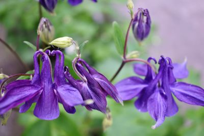 Close-up of purple flowering plant