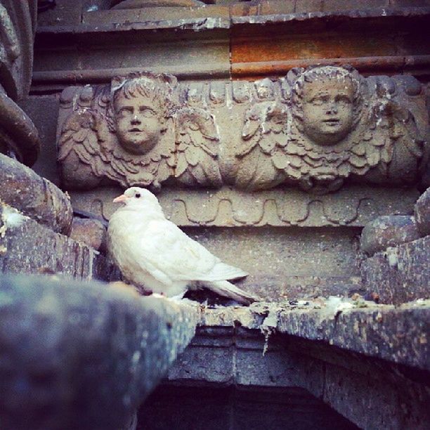 bird, animal themes, animals in the wild, wildlife, one animal, stone material, pigeon, art and craft, outdoors, sculpture, day, close-up, built structure, no people, statue, wall - building feature, art, nature, full length, focus on foreground