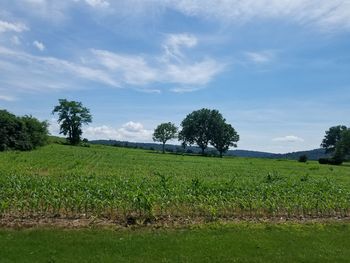 Scenic view of agricultural field against sky