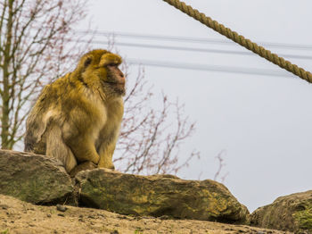 Low angle view of monkey sitting on rock