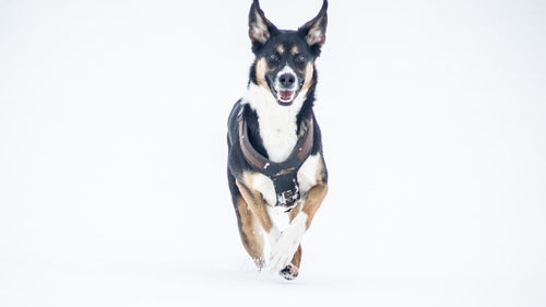 Portrait of black cat over white background