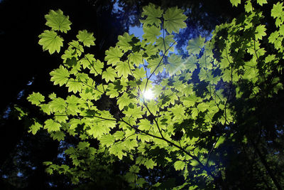 Low angle view of tree leaves on sunny day