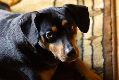 Close-up portrait of a pinscher breed dog