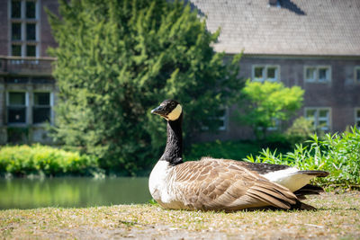 Side view of a bird