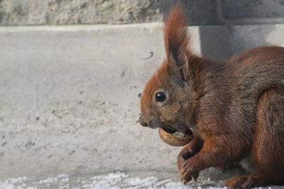 Close-up of squirrel eating walnut