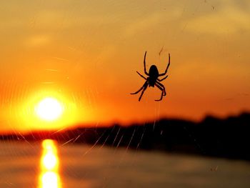 Close-up of spider on web against orange sky