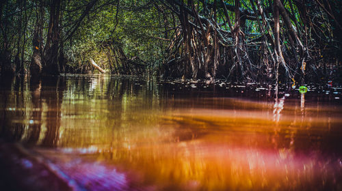 Scenic view of lake in forest