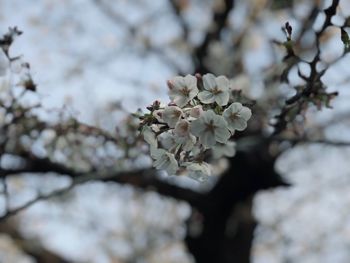 Close-up of white cherry blossom tree