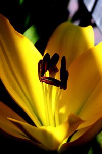 Close-up of yellow orchid blooming outdoors