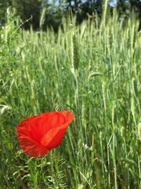 Close-up of red poppy flower on field