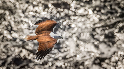 Close-up of bird flying in snow