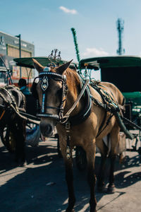 Horse cart on street in city