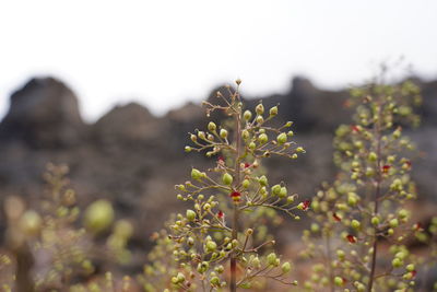 Close-up of flowering plant