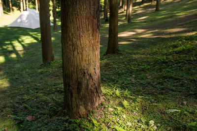 Pine trees on field in forest