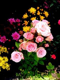 Close-up of pink rose