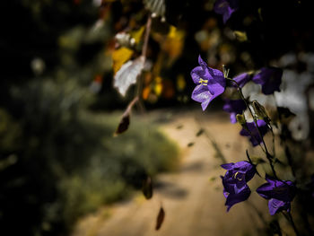 Close-up of purple flowering plant