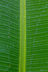 Full frame shot of wet green leaves