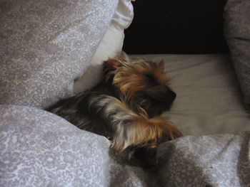 Close-up of dog sleeping on bed at home