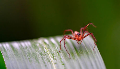 Close-up of spider