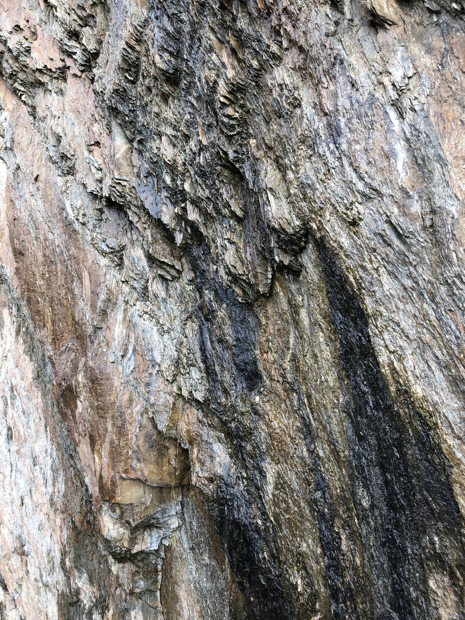 CLOSE-UP OF TREE TRUNK ROCK