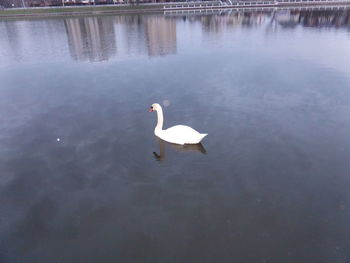 Swan floating on lake