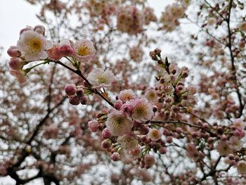 Close-up of cherry blossoms in spring