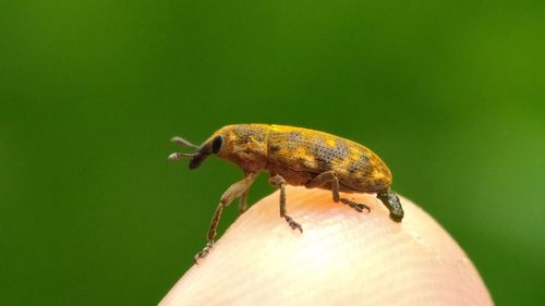 Close-up of insect on hand