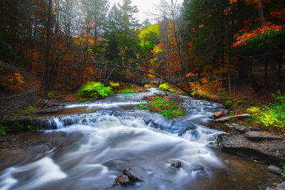 Stream flowing in forest during autumn