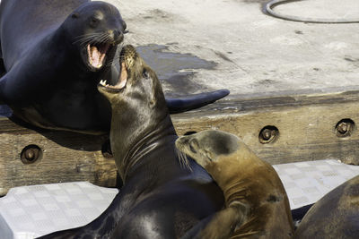 High angle view of sea lion