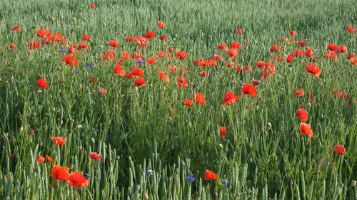 Close-up of red poppy flowers on field