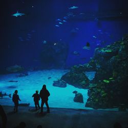 Silhouette of fish swimming in aquarium