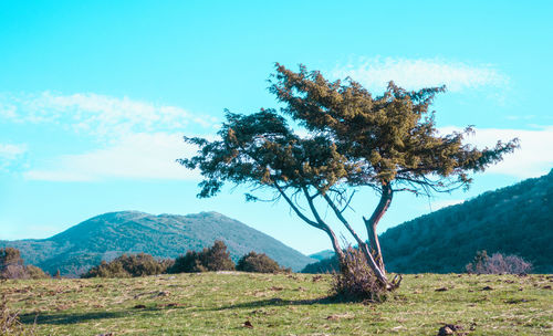 Tree on landscape against blue sky