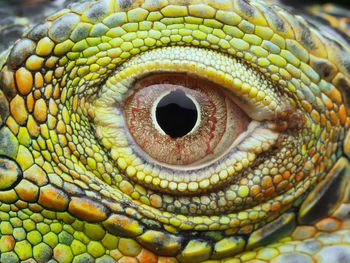 Close-up of a iguana eye