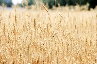 Close-up of wheat field