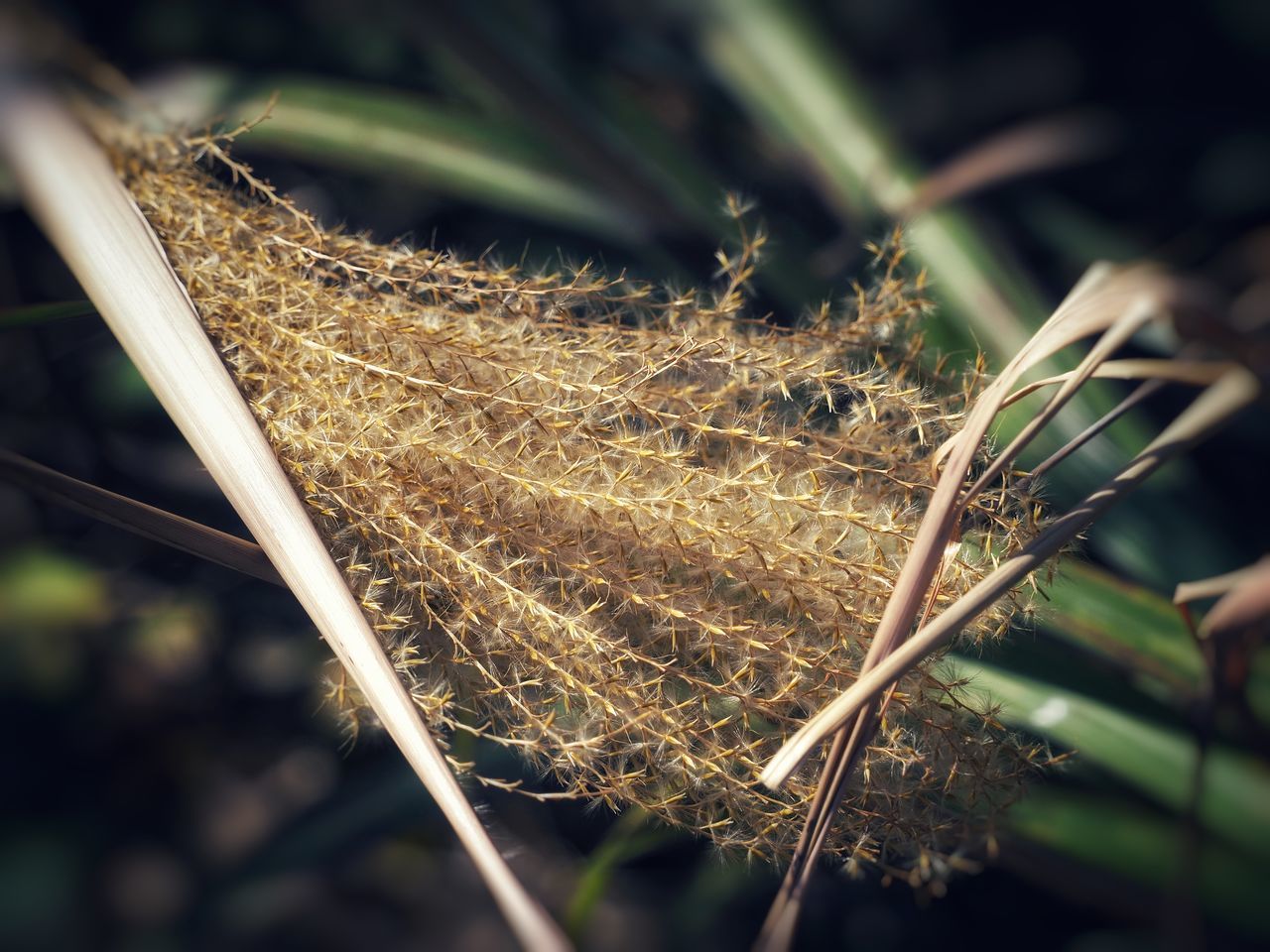 CLOSE-UP OF DRIED PLANT