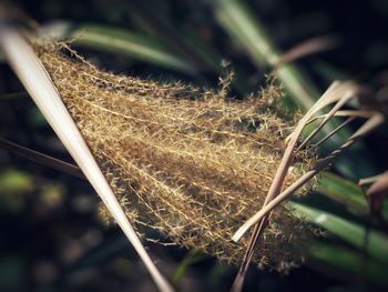 Close-up of dried plant on field