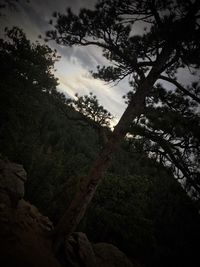 Low angle view of trees against sky