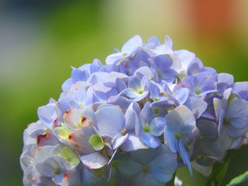 Close-up of purple hydrangea flowers