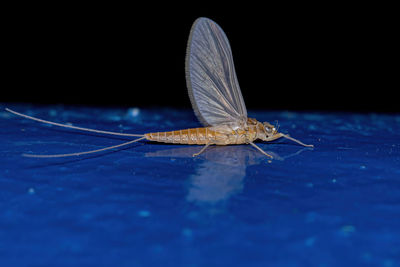 Close-up of an insect