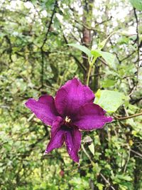 Close-up of purple flower