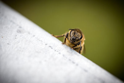 Close-up of spider