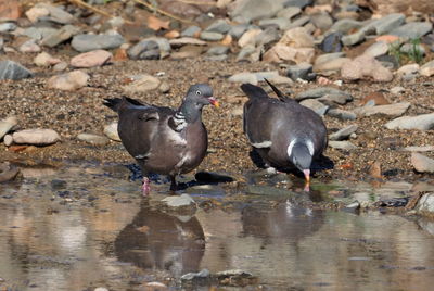 View of birds on beach