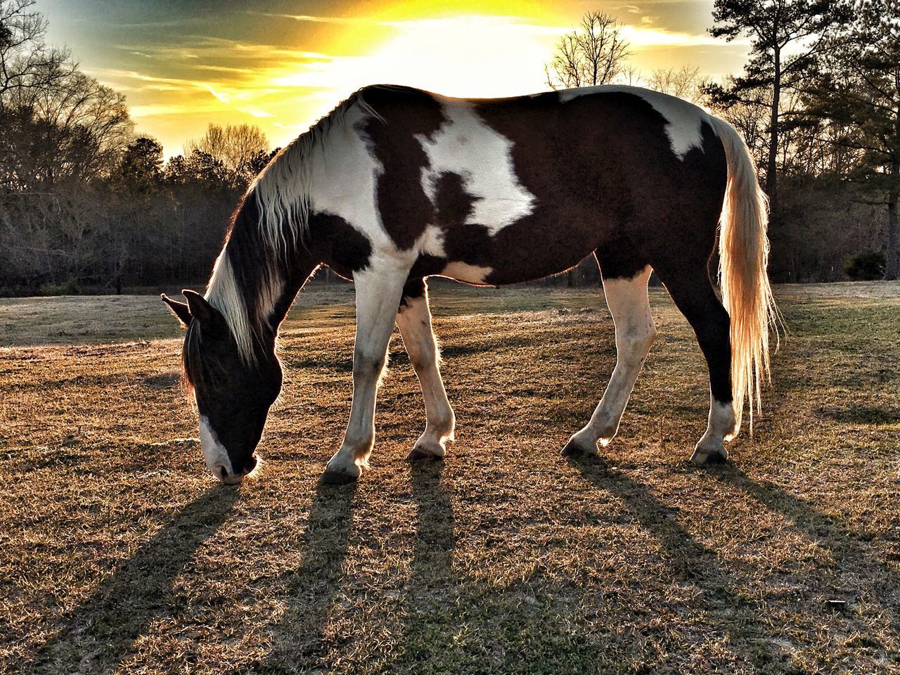 Horses of Eye Em