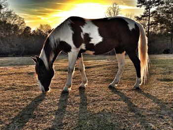 domestic animals