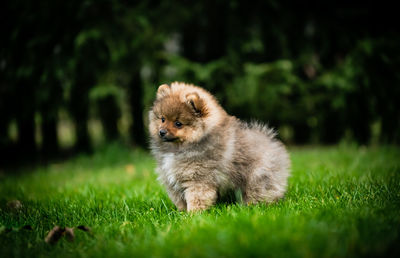 Dog looking away on field